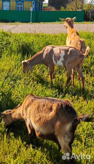 Нубийские козлята