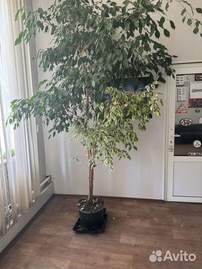 Фикус 3 метра
