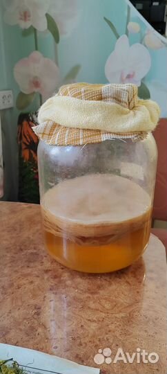 Чайный гриб