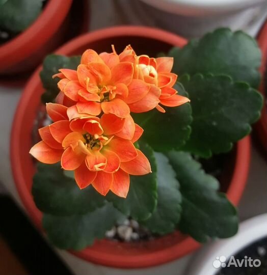 Комнатные цветы