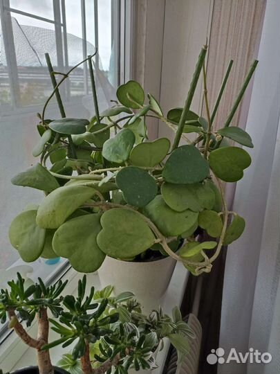 Хойя kerry керри