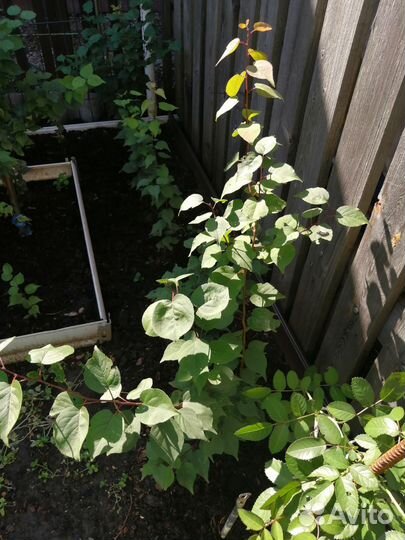 Саженцы абрикос