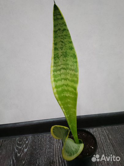 Сансевиерия футура суперба и ханни грин