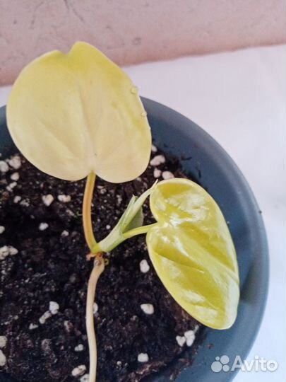 Сциндапсус неон