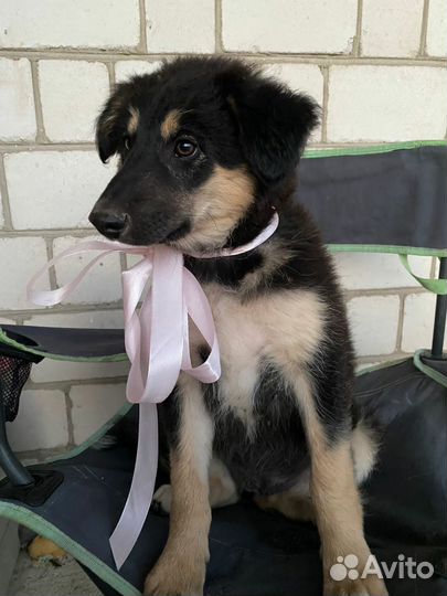 Щенки бесплатно