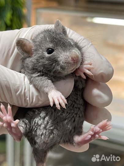 Крысята марбл, девил(рексы и стандарт)