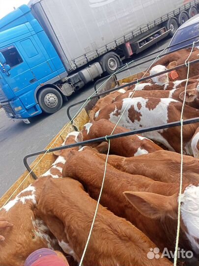 Австрийский сименталы