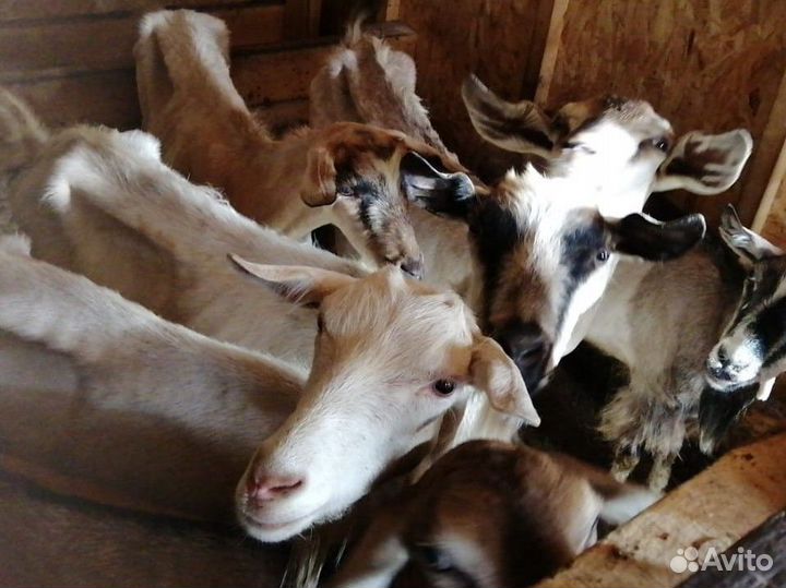 Англонубийские козы, зааненский, альпийский