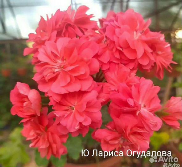 Пеларгония герань