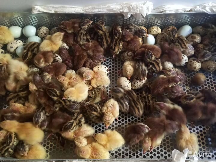 Перепела несушки и перепелята