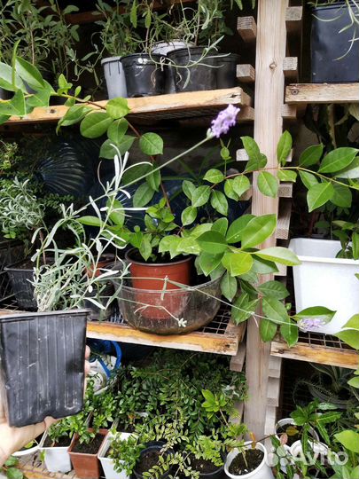 Лаванда, спиреи, розмарин, бересклеты, жимолость