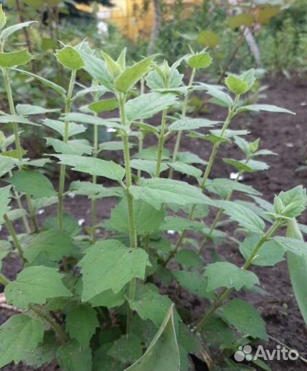 Жасмин чубушник