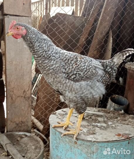 Молодые петухи