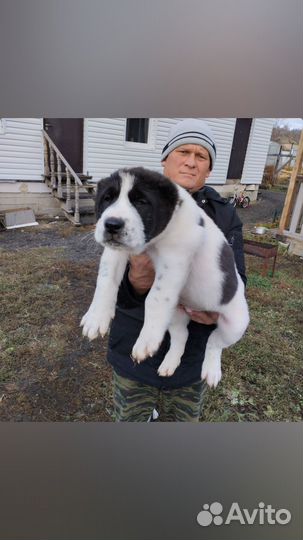 Щенки Алобаи на продажу сао