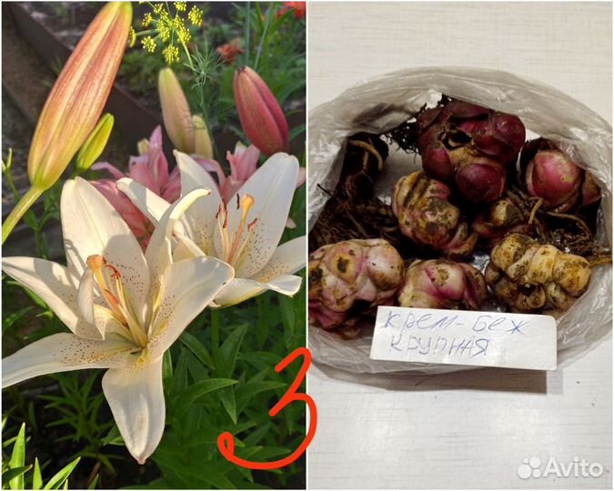 Лилии луковицы