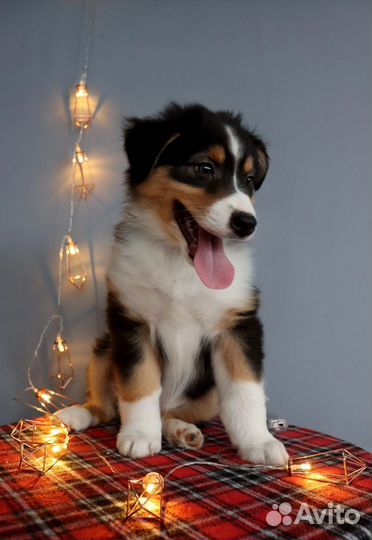 Щенки аусси, австралийская овчарка