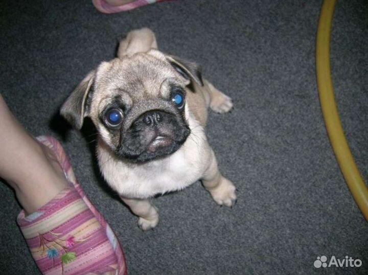 Передержка собак. Догситтер