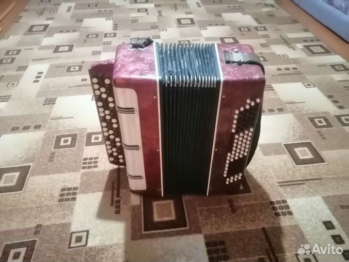 Баян вологодский