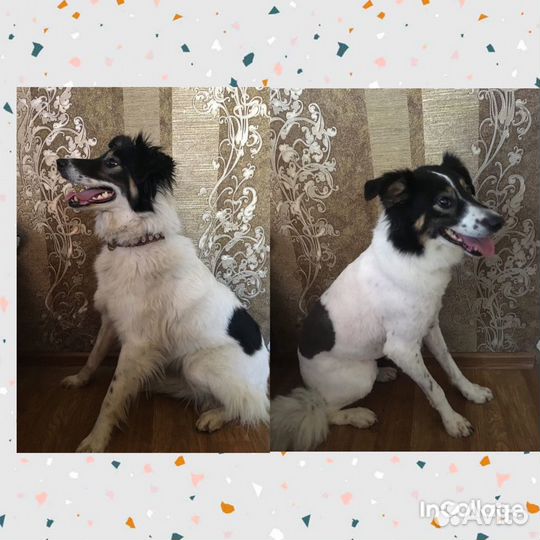 Стрижка животных