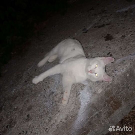 Кошки в добрые руки