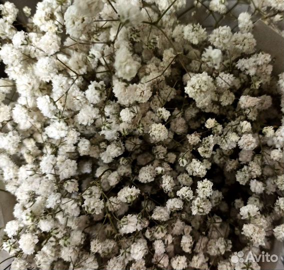 Цветная гипсофила, букеты с доставкой