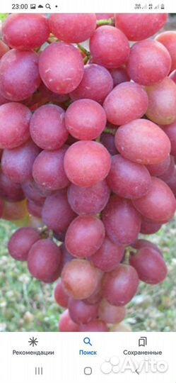 Саженцы винограда