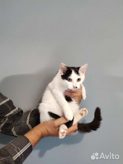 Котик в дар с доставкой