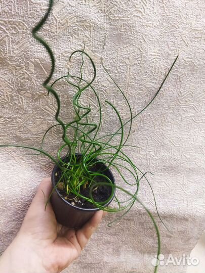 Джункус спиралис