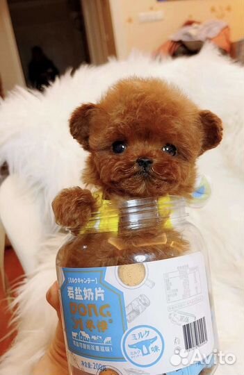 Тикап тедди пудель мальтипу микро import China