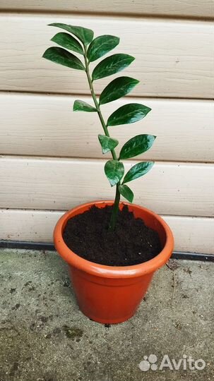 Замиокулькас