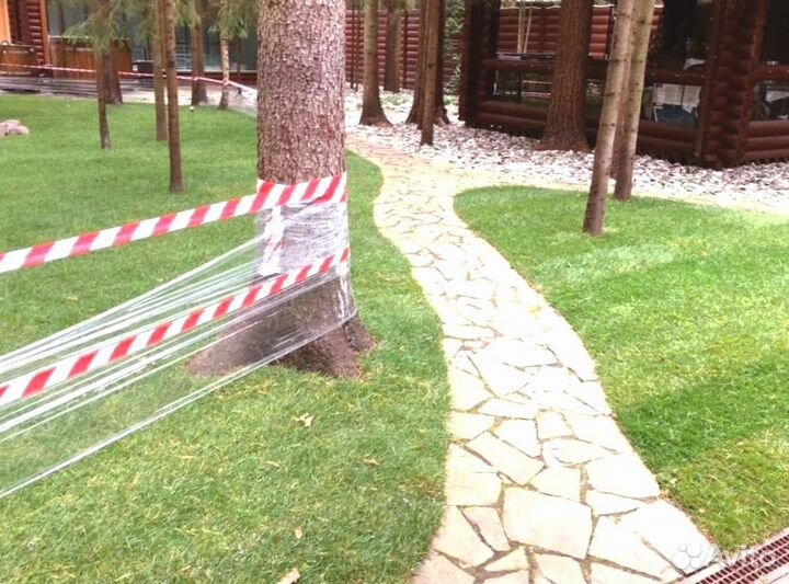 Рулонный газон 