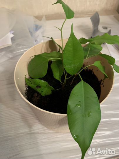 Фикус Бенджамина