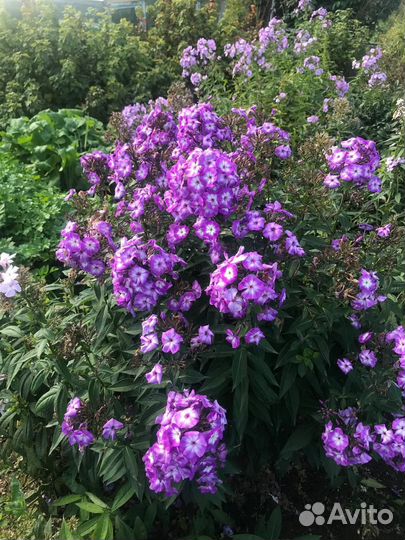 Флоксы деленки