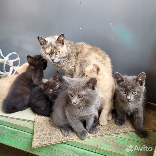 Котята в добрые руки даром