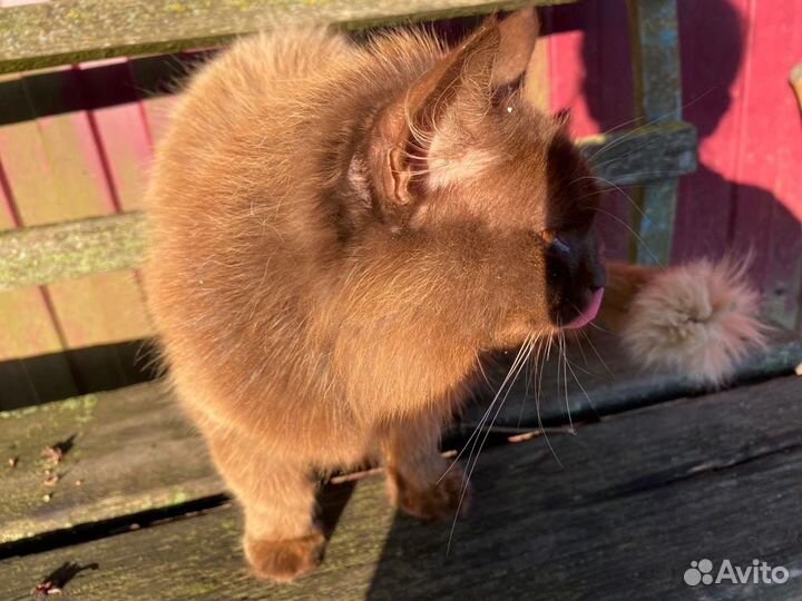 Котик в добрые руки