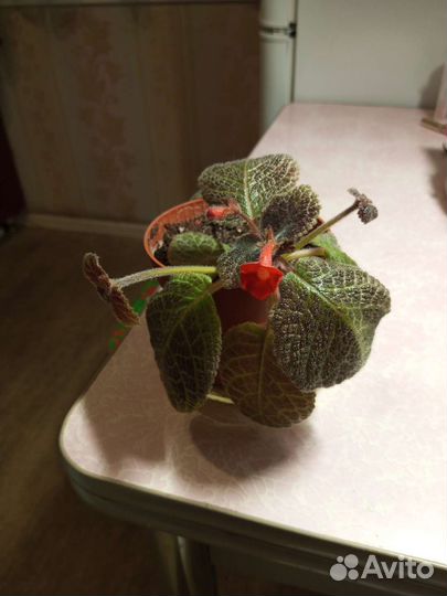 Эписция в горшке