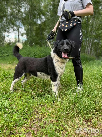 Молодой красавчик-пес Каен