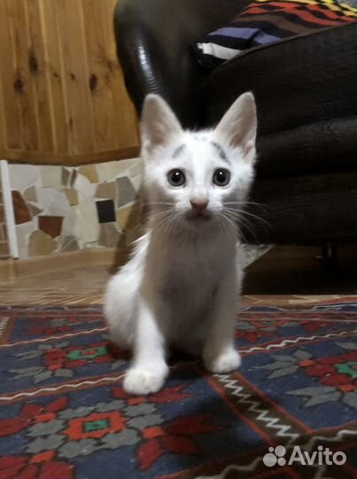 Кошка в дар бесплатно