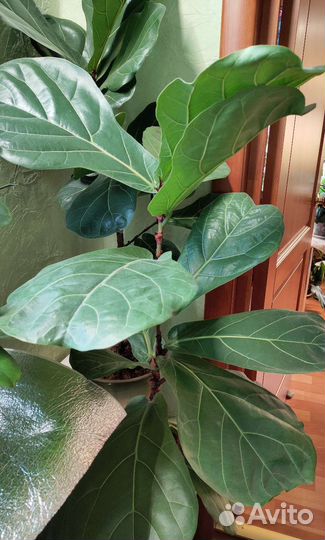 Фикус 