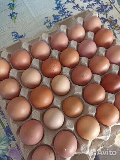 Домашние куриные яйца