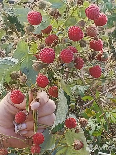 Саженцы малины, разных сортов