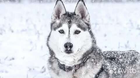 Сибирский хаски