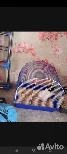 Клетка для морской свинки