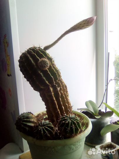 Кактусы Эхинопсис отростки, взрослые с корнями