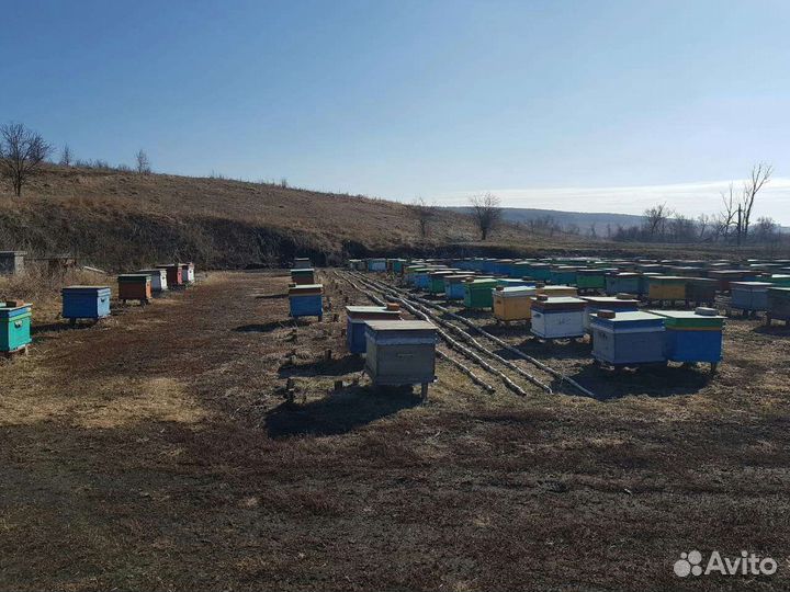 Продам семьи пчел
