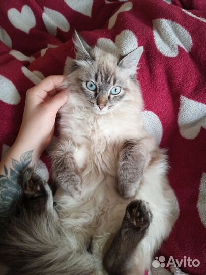 Тайский кот