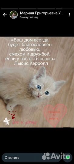 Котята в добрые руки