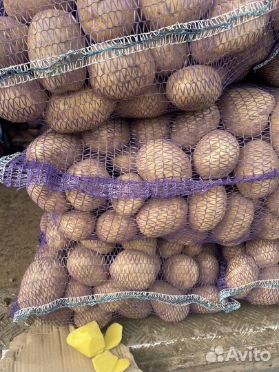 Овощи: картофель, лук, капуста