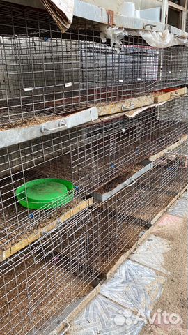 Клетки для цыплят и кур