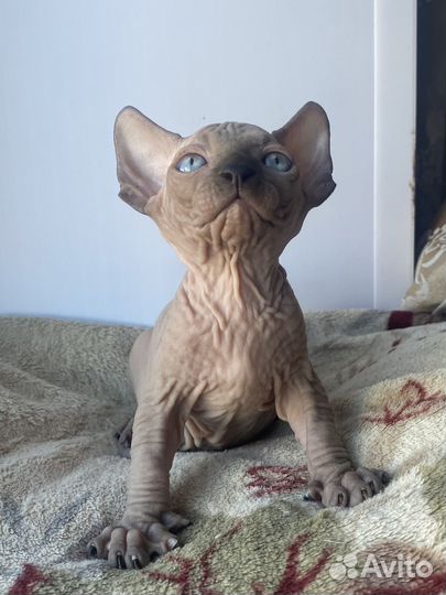 Канадский сфинкс котята